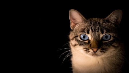 Kedi Eğitimi: Püf Noktaları ve İpuçları